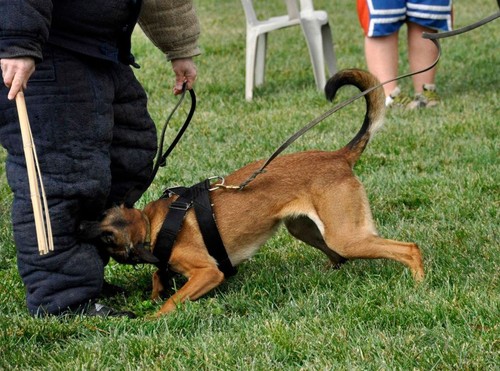 Dog training nylon harness - dog,