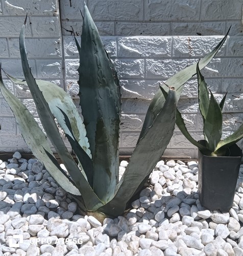 Agave americana blu - agave, grande