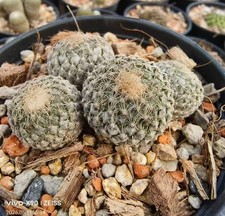 Pelecyphora strobiliformis
