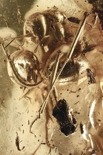 Grande ANT Formica inclusione