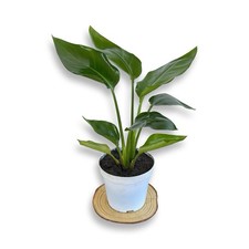 Strelitzia augusta nicolai  in vaso colorato Ø12cm