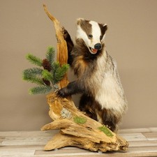 Dachs Piedi Su Radice di Legno