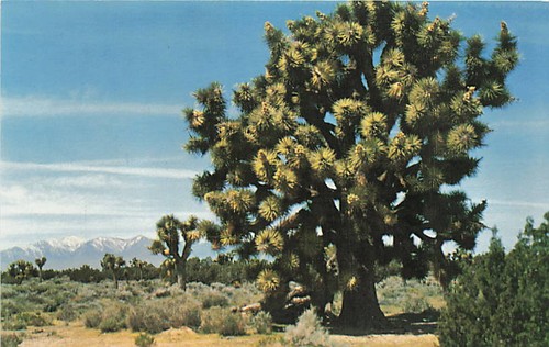 Cartolina joshua tree - cartolina, ca: