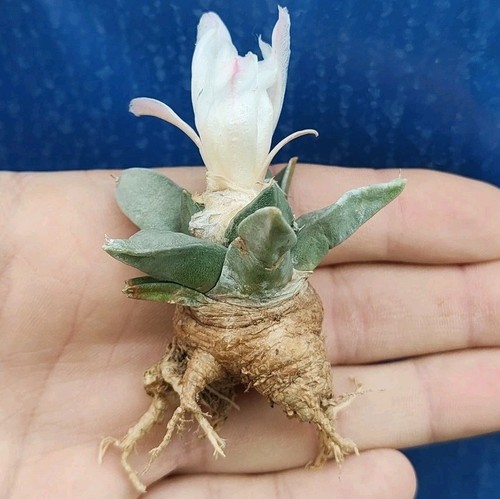 Ariocarpus retusus - , cs