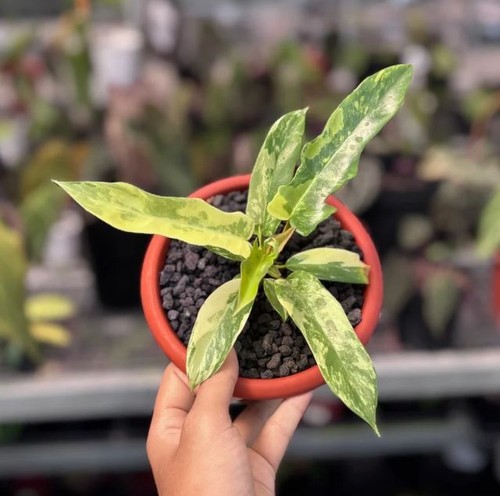Philodendron florida beauty - philodendron, x