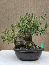 Old Fruiting Olive Bonsai