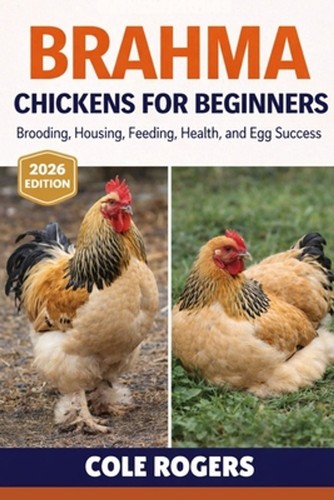 Brahma chickens for beginners - brahma,