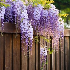 Glicine "Wisteria" pianta rampicante in vaso da 1.5 litri con canna 150 cm