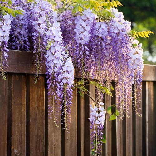 Glicine wisteria pianta - "wisteria",
