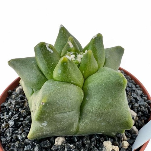 Astrophytum myriostigma kikko - myriostigma,