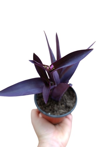 Pianta vera tradescantia - pianta,