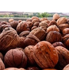 Noci Italia In Guscio 5KG 