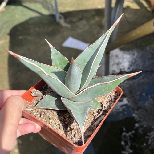 Pianta cactus succulenta - succulenta, 6