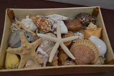 25 PCS ASSORT MIX SEA SHELL