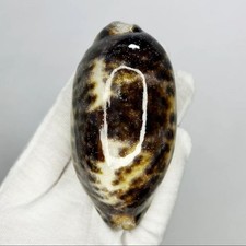 Conchiglia nuvola rara
