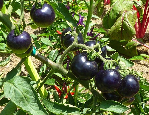 Semi pomodoro viola - semi, --