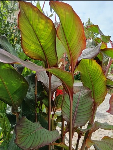 Pianta canna red stripe - red, foglia