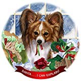 Papillon tricolore cane - tricolore,