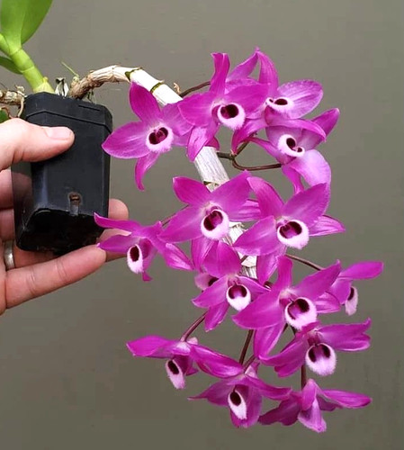 Dendrobium parii specie pianta
