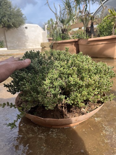 Bonsai timo macchia - timo, ,