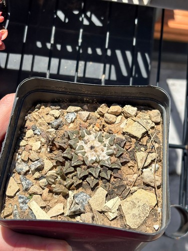 Ariocarpus kotsch tirato - kotsch,