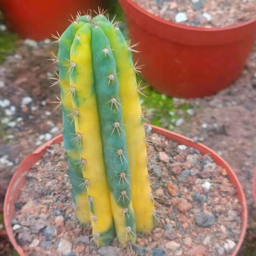 Rarecactus cereus - , sp