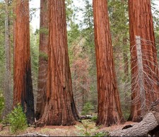Sequoiadendron giganteum -  - SEQUOIA GIGANTE ALBERO