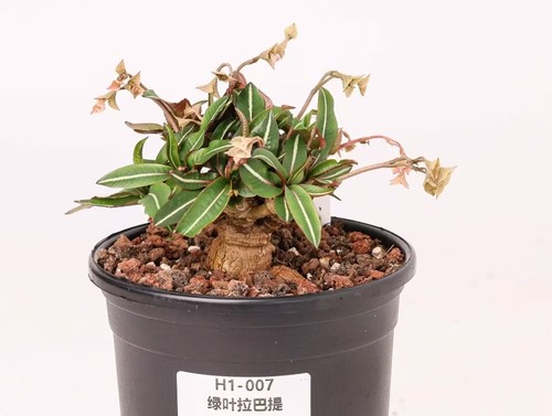 Pot 12cm rare - pot,