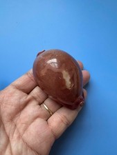 70,5 mm | Cypraea Mappa | da