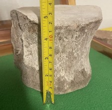 ENORME OSSO VERTEBRE DI BALENA