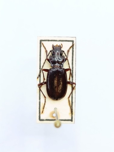 Entomology taxidermy - entomology,