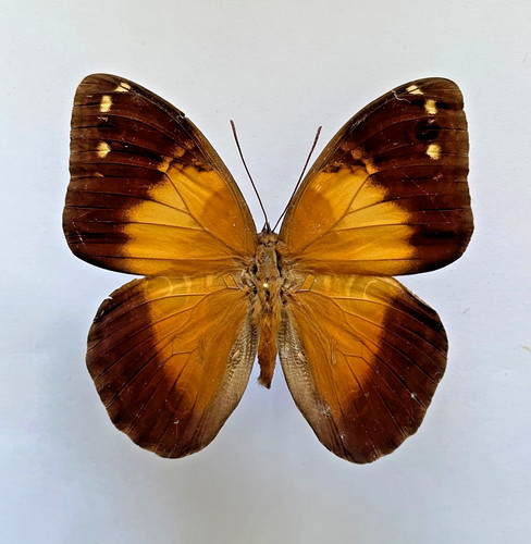 Brassolidae blepolenis - brassolidae,