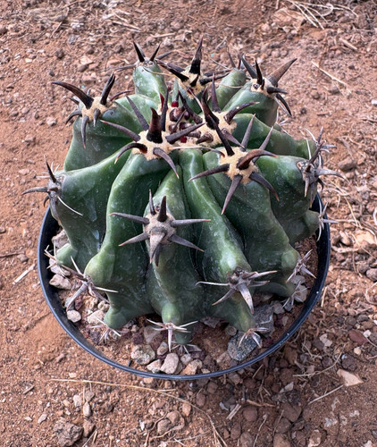 Ferocactus horridus - ferocactus,