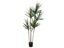 EUROPALMS Dracaena Artificiale