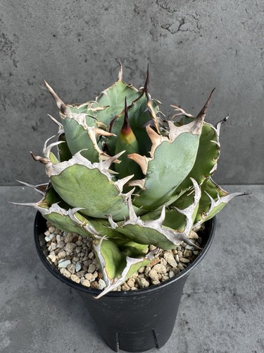 Agave titanota black whale - titanota, whale'