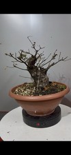 Pre Bonsai Quercia Yamadori