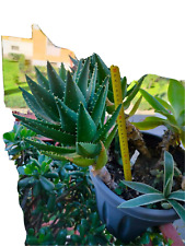 Aloe Perfoliata H circa 40cm  a radice nuda,Pianta Grassa succulenta,ornamentale