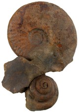 Lias Ludwigia (Brasilia)