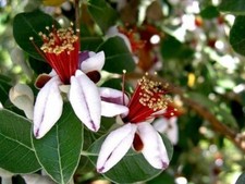 5 SEMI DI ACCA SELLOWIANA -