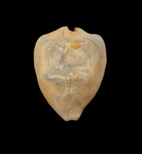 Conchiglia Shell CYPRAEA