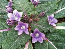 10 semi Mandragora Officinarum