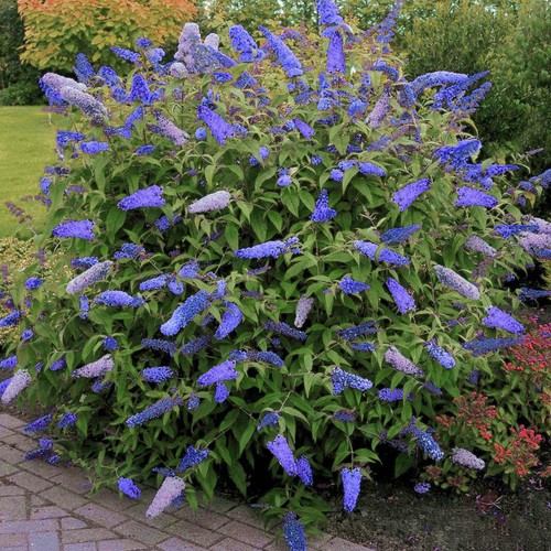 Buddleja davidii empire - davidii, "empire