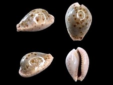 Cypraea marginalis ras hafun - cypraea,