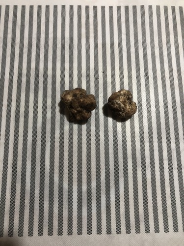 Tartufo bianco pregiato fresco