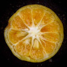 Citrus × tachibana -  -