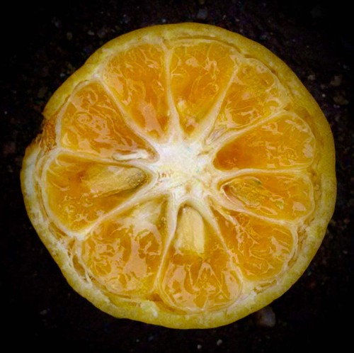 Citrus tachibana - tachibana,