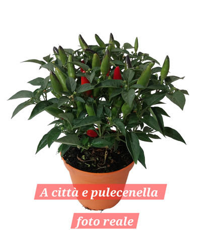 Pianta peperoncino piccante - pianta,