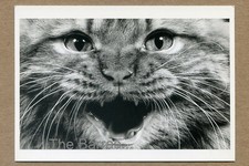 RED TABBY PERSIAN, (Cat) c. 1951. Photo by Ylla FOTOFOLIO POSTCARD