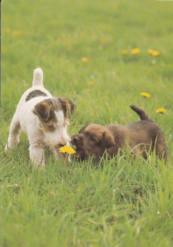 Fox terrier irish - terrier,