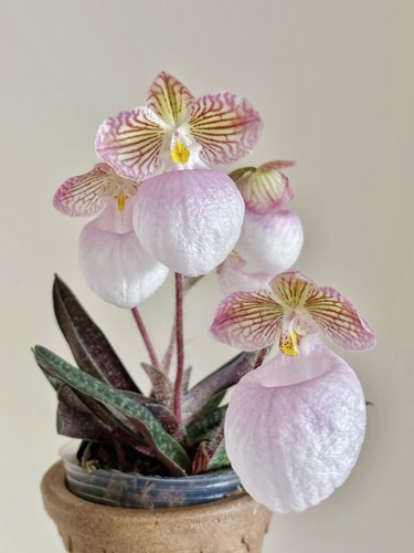Orchidea paphiopedilum - orchidea,